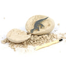 12Pc Junior Dig Kit - Dino Eggs Digging Kits Iconix