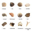 12Pc Junior Dig Kit – Fossils Digging Kits Iconix