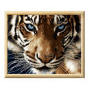 Adult Paint by Numbers with Frame - Tiger Paint By Numbers With Frame Iconix 