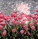 Adult Paint by Numbers with Frame - Tulip Fields Paint By Numbers With Frame Iconix 