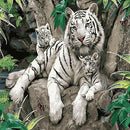 Painting By Numbers - Tiger Tribe Painting By Numbers Iconix 